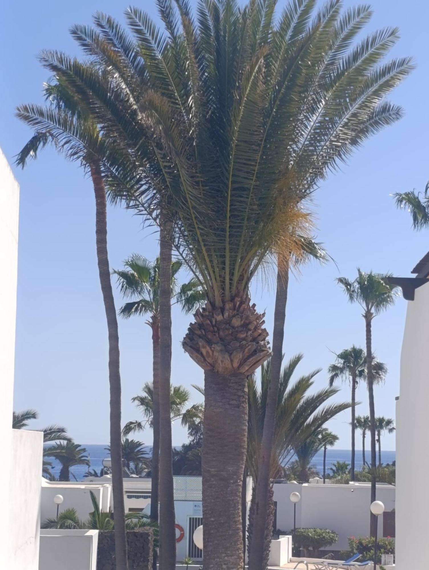 Blue Ocean Apartment Costa Teguise Exterior photo